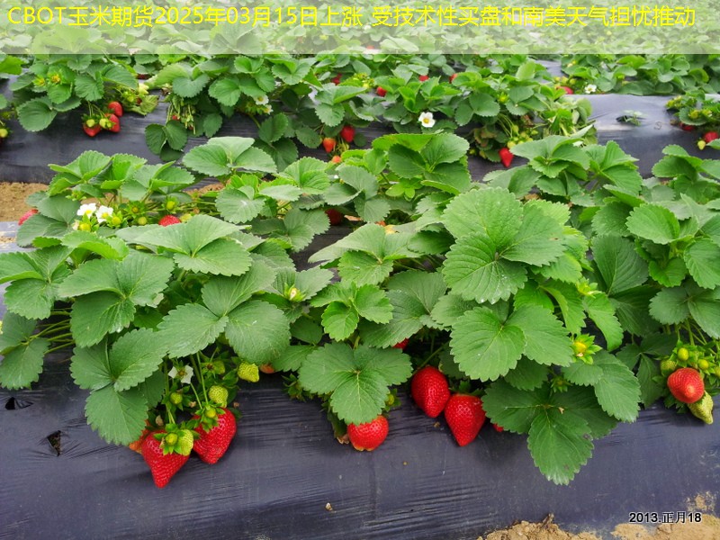 CBOT玉米期货2025年03月15日上涨 受技术性买盘和南美天气担忧推动