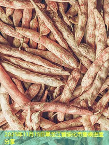 2025年11月15日黑龙江省绥化市售粮进度分享