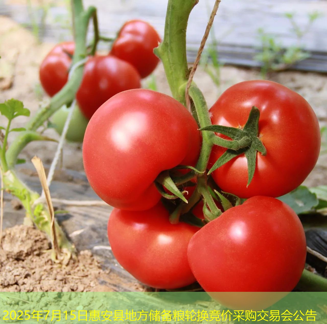 2025年7月15日惠安县地方储备粮轮换竞价采购交易会公告