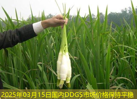 2025年03月15日国内DDGS市场价格保持平稳
