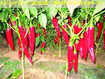 2025年03月15日财经观察：通胀温和可控 物价稳步上升