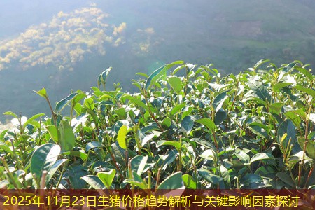 2025年11月23日生猪价格趋势解析与关键影响因素探讨