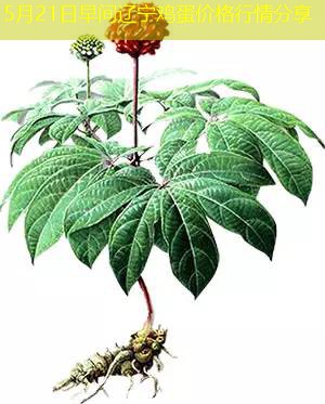 5月21日早间辽宁鸡蛋价格行情分享