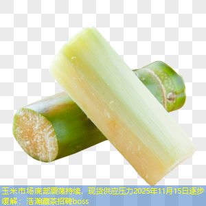 玉米市场底部震荡持续，现货供应压力2025年11月15日逐步缓解