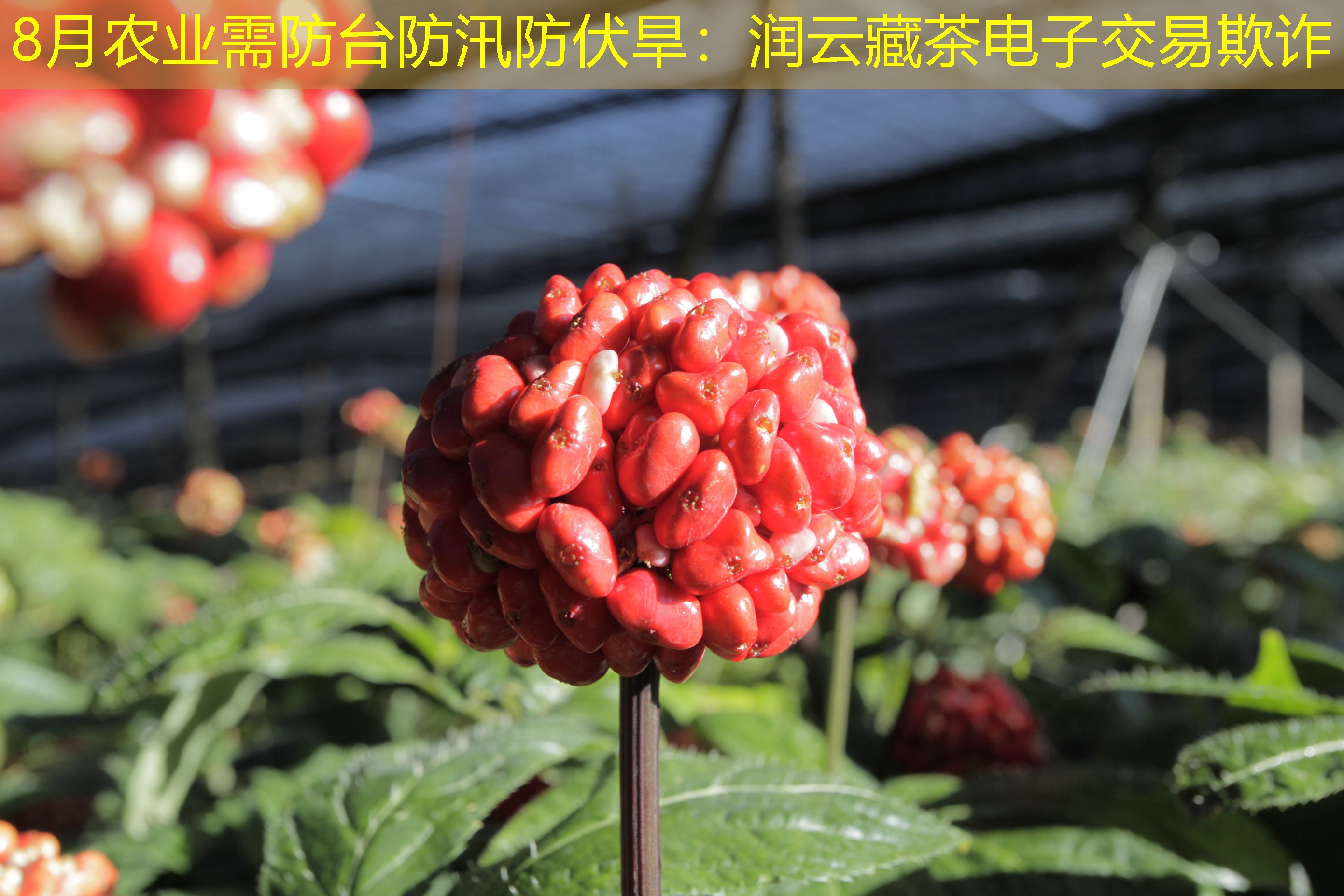 8月农业需防台防汛防伏旱：润云藏茶电子交易欺诈