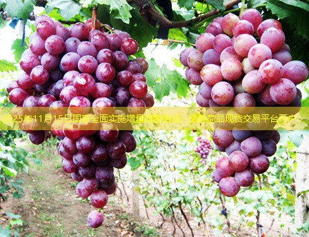 2025年11月15日国家全面实施增量政策组合：浩瀚商品现货交易平台开户