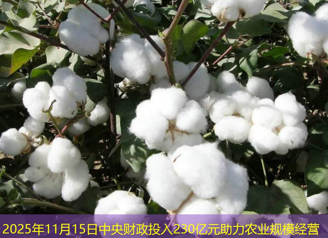2025年11月15日中央财政投入230亿元助力农业规模经营