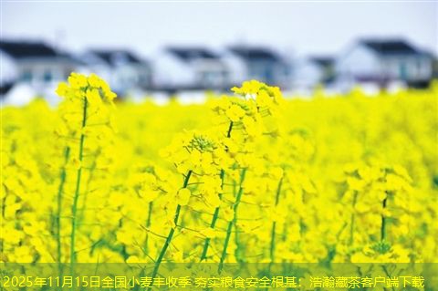 2025年11月15日全国小麦丰收季 夯实粮食安全根基：浩瀚藏茶客户端下载
