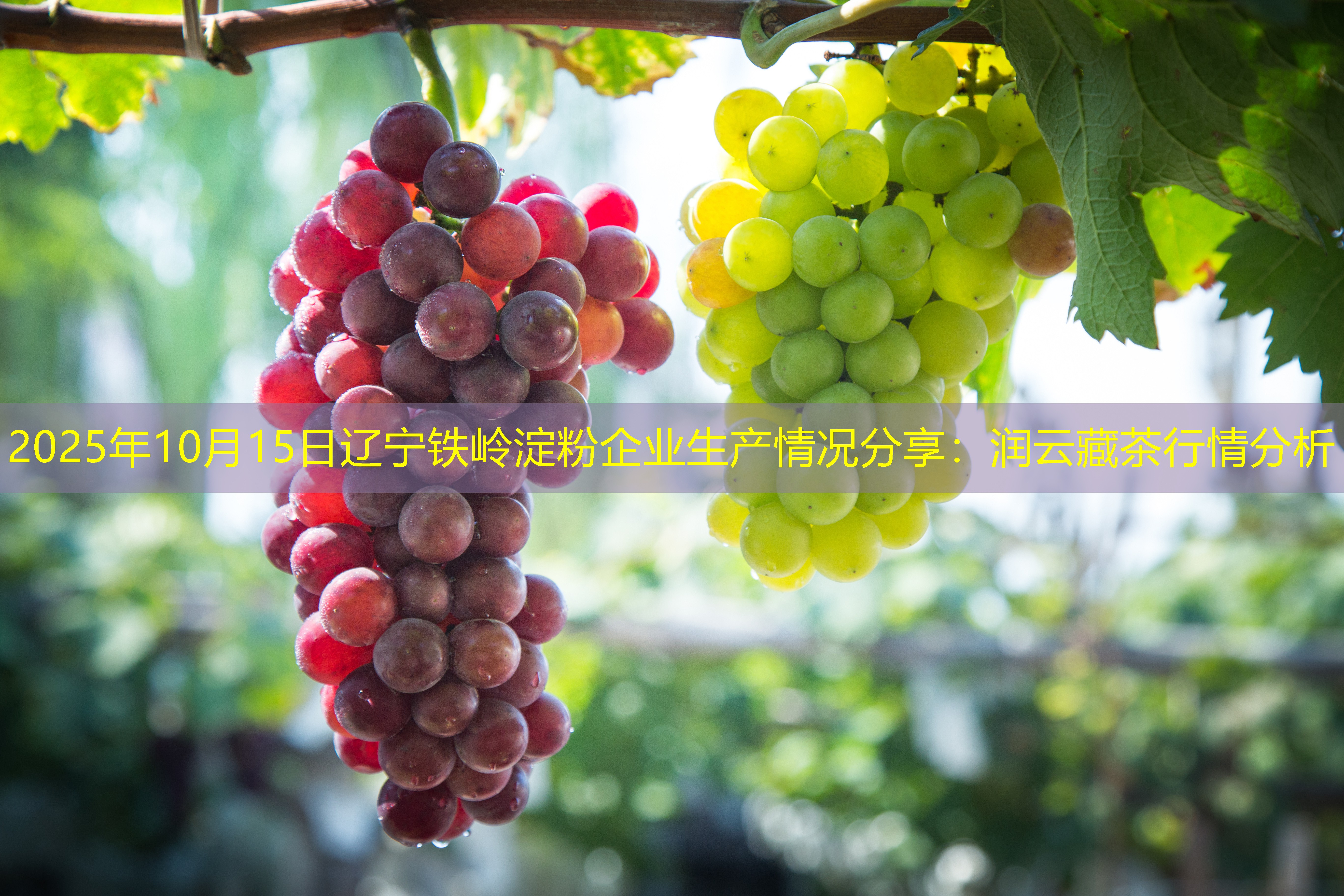 2025年10月15日辽宁铁岭淀粉企业生产情况分享：润云藏茶行情分析