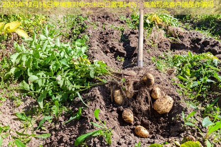 2025年12月15日柬埔寨对华大米出口激增54%：浩瀚现货客户端是诈骗吗