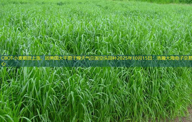 CBOT小麦期货上涨，因美国大平原干燥天气引发空头回补2025年10月15日：浩瀚大海电子交易中心