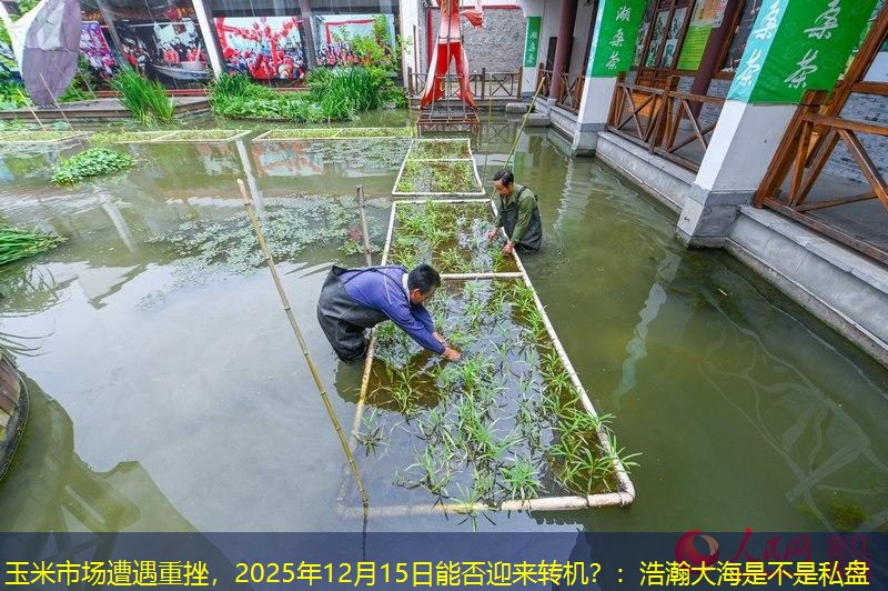 玉米市场遭遇重挫，2025年12月15日能否迎来转机？：浩瀚大海是不是私盘