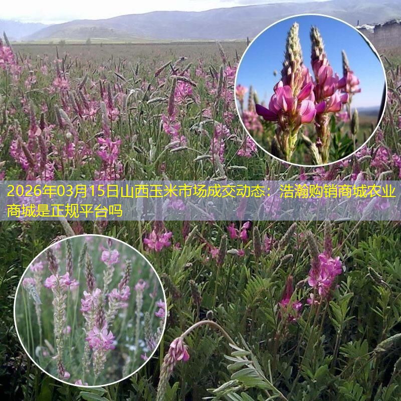 2026年03月15日山西玉米市场成交动态：浩瀚购销商城农业商城是正规平台吗