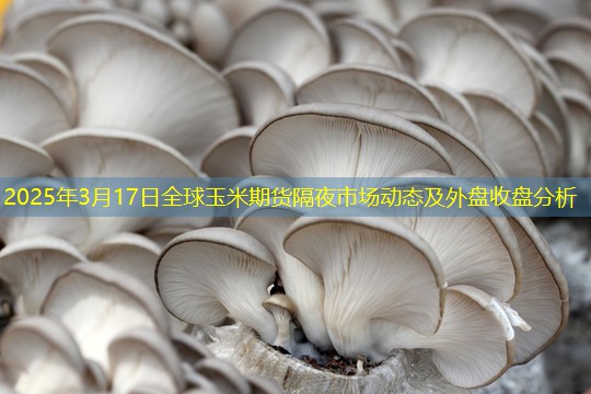 2025年3月17日全球玉米期货隔夜市场动态及外盘收盘分析