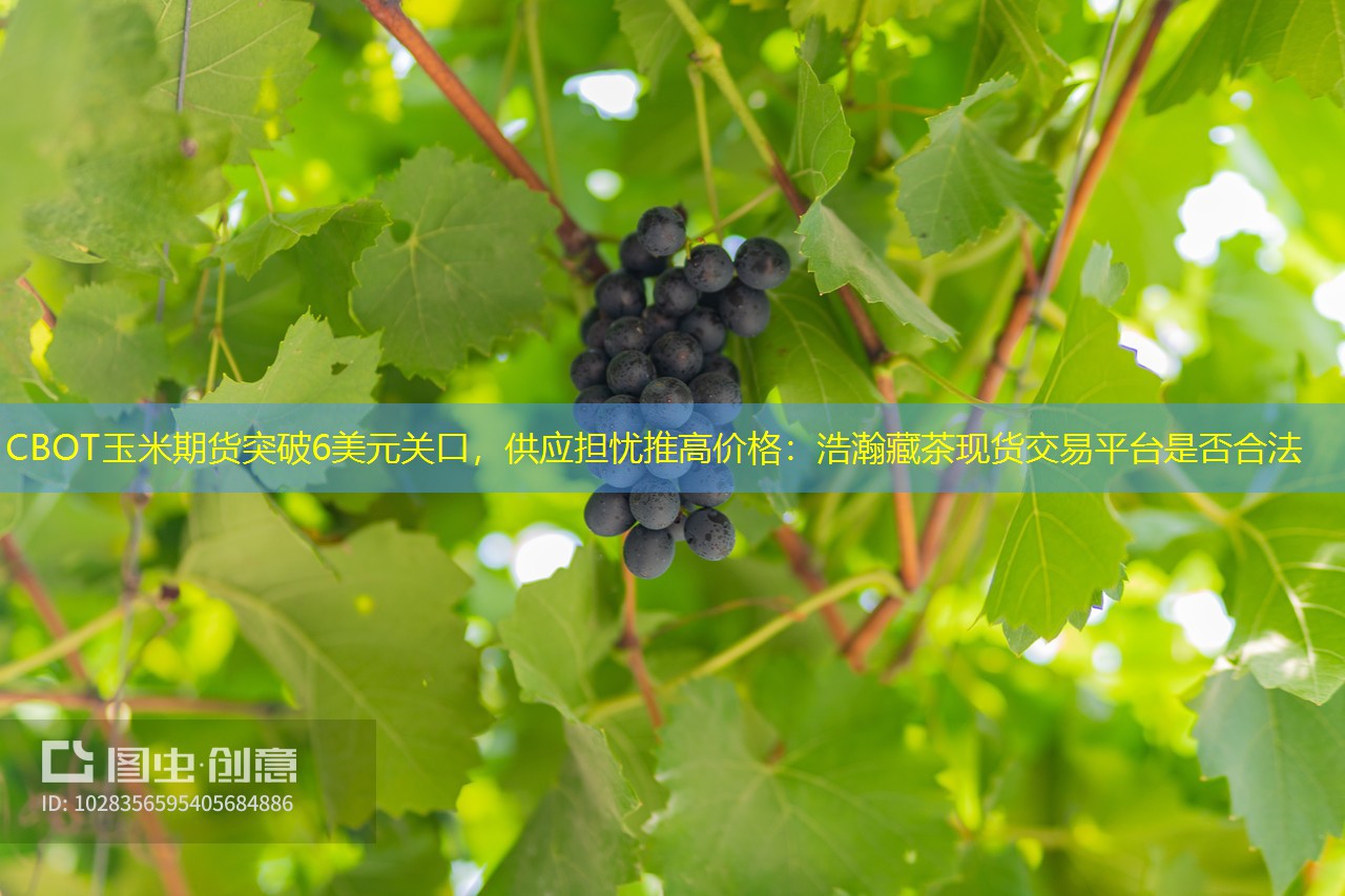 CBOT玉米期货突破6美元关口，供应担忧推高价格