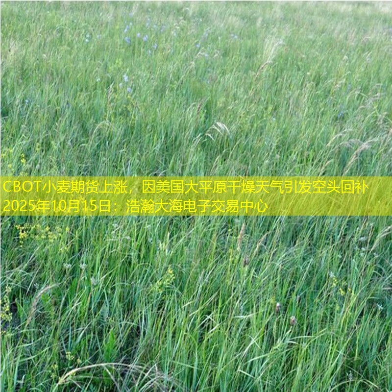 CBOT小麦期货上涨，因美国大平原干燥天气引发空头回补2025年10月15日