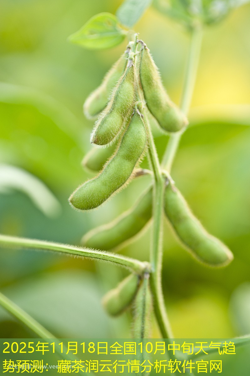 2025年11月18日全国10月中旬天气趋势预测：藏茶润云行情分析软件官网