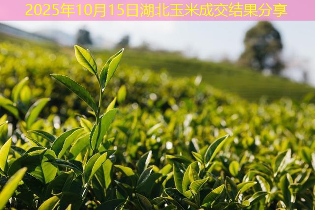 2025年10月15日湖北玉米成交结果分享