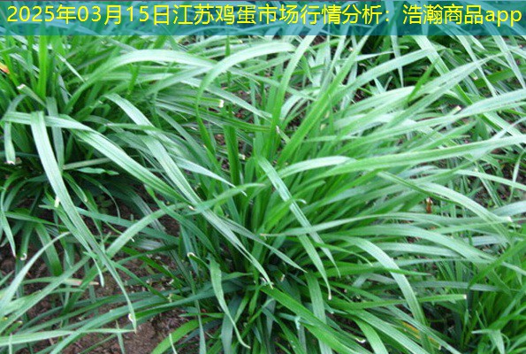 2025年03月15日江苏鸡蛋市场行情分析