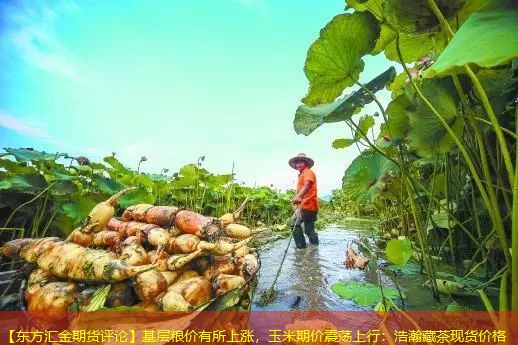 【东方汇金期货评论】基层粮价有所上涨，玉米期价震荡上行：浩瀚藏茶现货价格