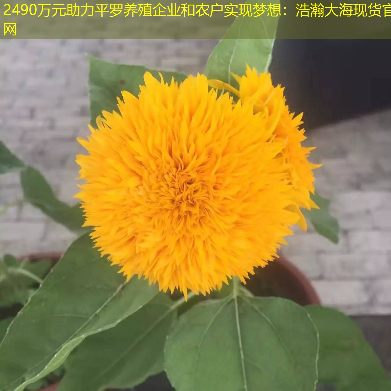 2490万元助力平罗养殖企业和农户实现梦想