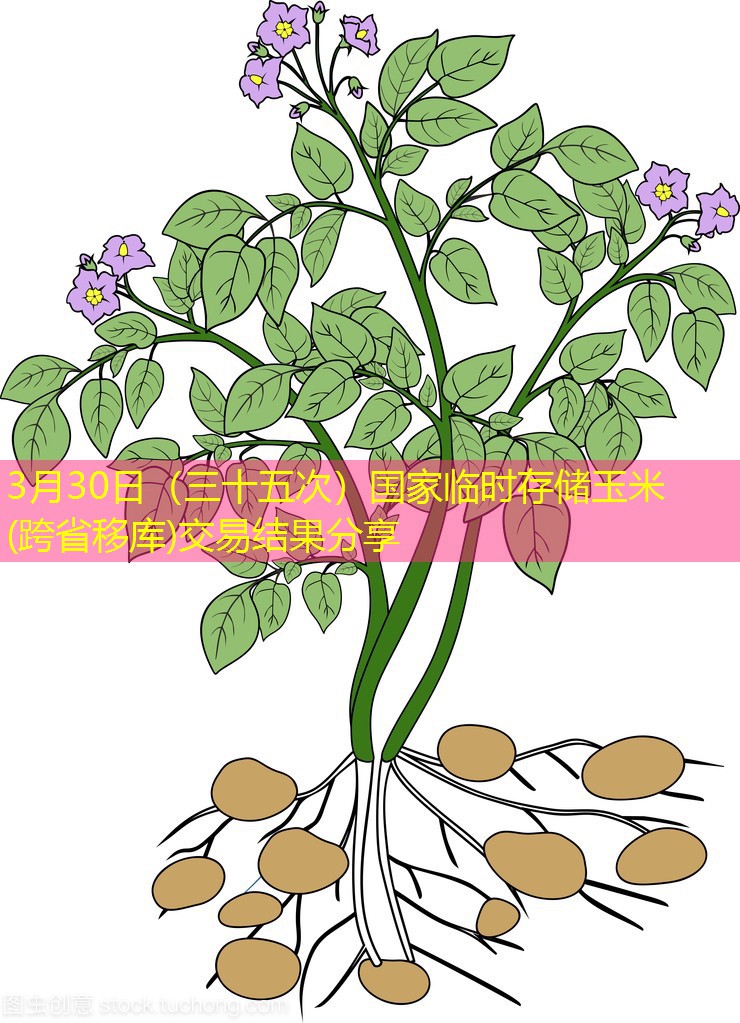 3月30日（三十五次）国家临时存储玉米(跨省移库)交易结果分享