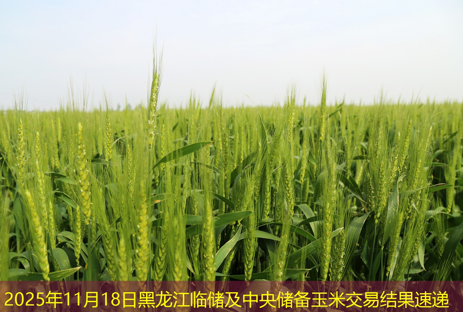 2025年11月18日黑龙江临储及中央储备玉米交易结果速递