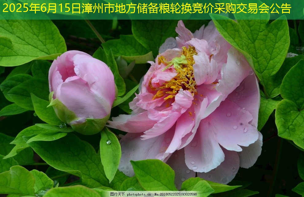 2025年6月15日漳州市地方储备粮轮换竞价采购交易会公告