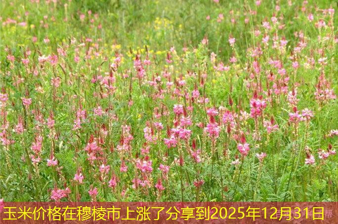 玉米价格在穆棱市上涨了分享到2025年12月31日
