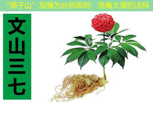 “狮子山”加强为台风级别：浩瀚大海犯法吗