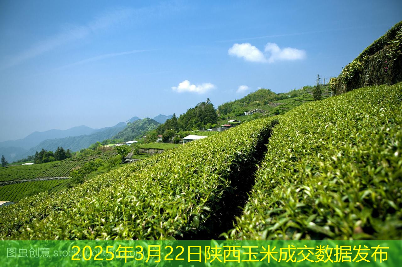 2025年3月22日陕西玉米成交数据发布