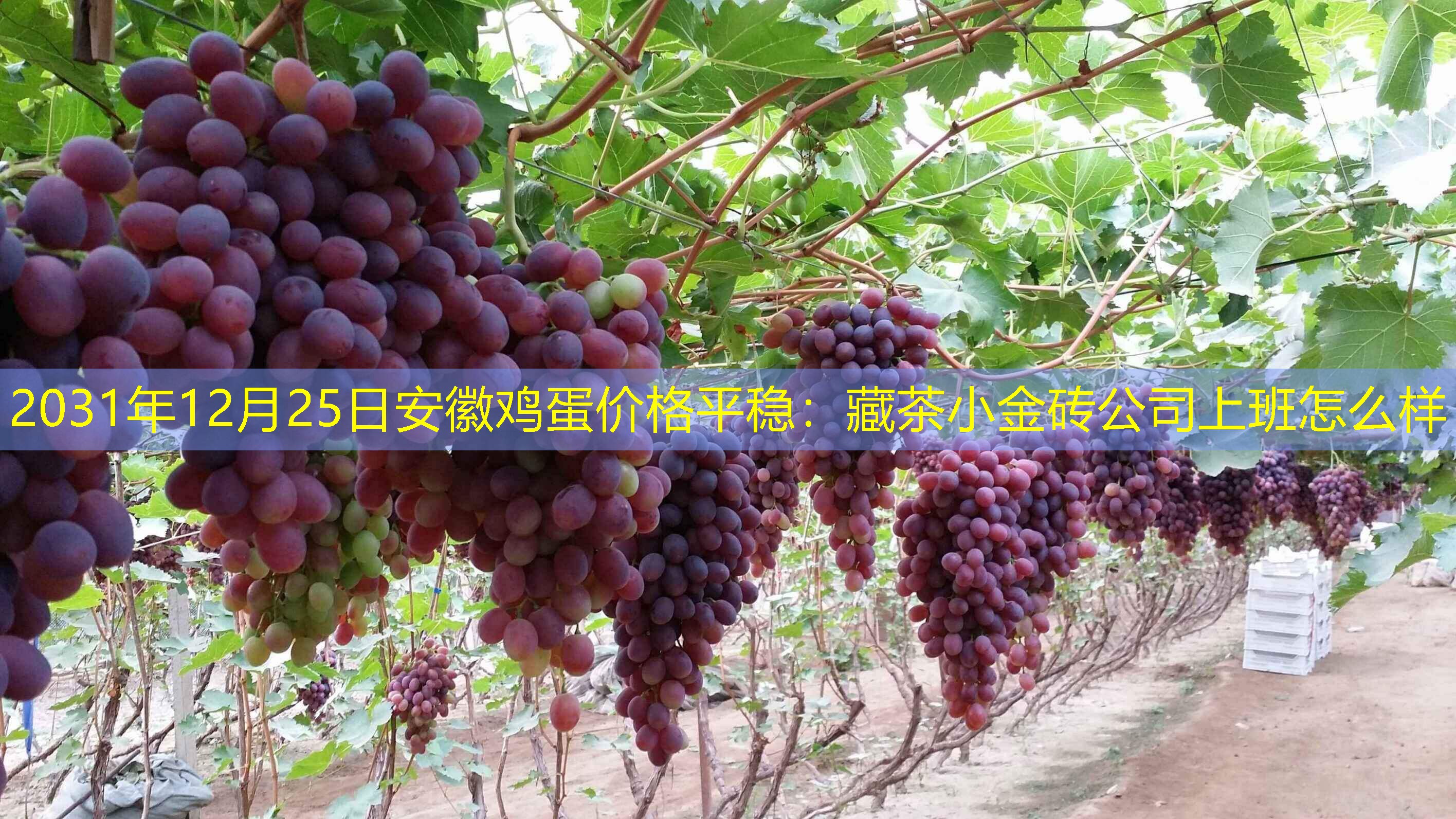 2031年12月25日安徽鸡蛋价格平稳：藏茶小金砖公司上班怎么样