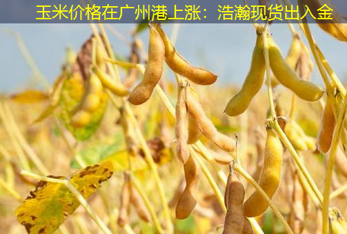 玉米价格在广州港上涨：浩瀚现货出入金