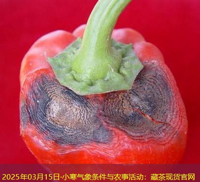 2025年03月15日·小寒气象条件与农事活动：藏茶现货官网