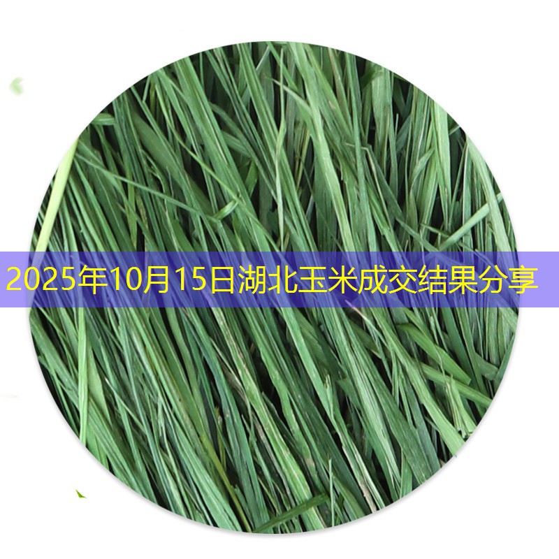 2025年10月15日湖北玉米成交结果分享