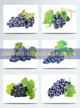 2025年10月15日湖北玉米成交结果分享