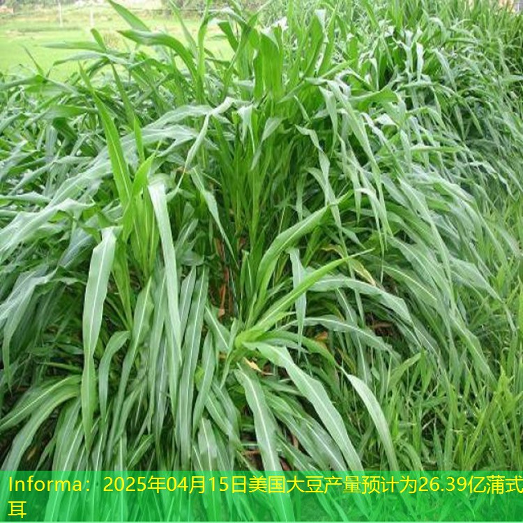 Informa：2025年04月15日美国大豆产量预计为26.39亿蒲式耳