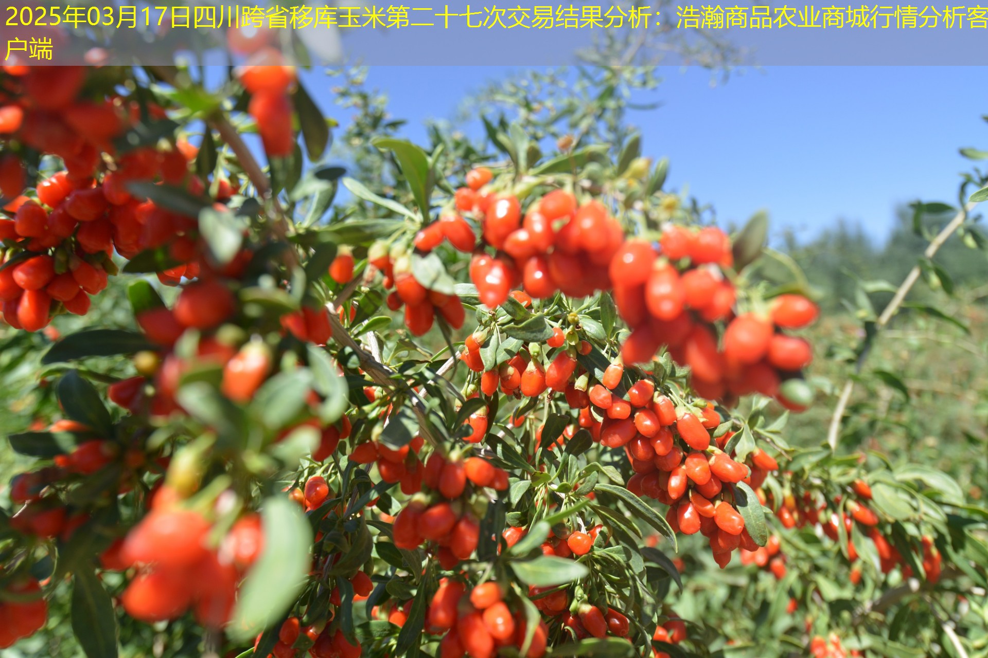 2025年03月17日四川跨省移库玉米第二十七次交易结果分析