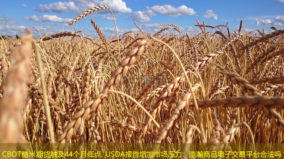 CBOT糙米期货触及44个月低点, USDA报告增加市场压力：浩瀚商品电子交易平台合法吗