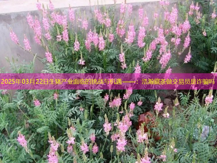 2025年03月22日生猪产业面临的挑战与机遇——：浩瀚藏茶做交易员是诈骗吗