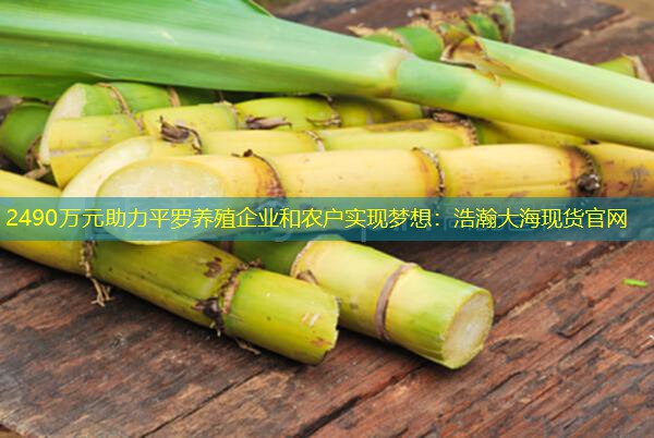 2490万元助力平罗养殖企业和农户实现梦想：浩瀚大海现货官网
