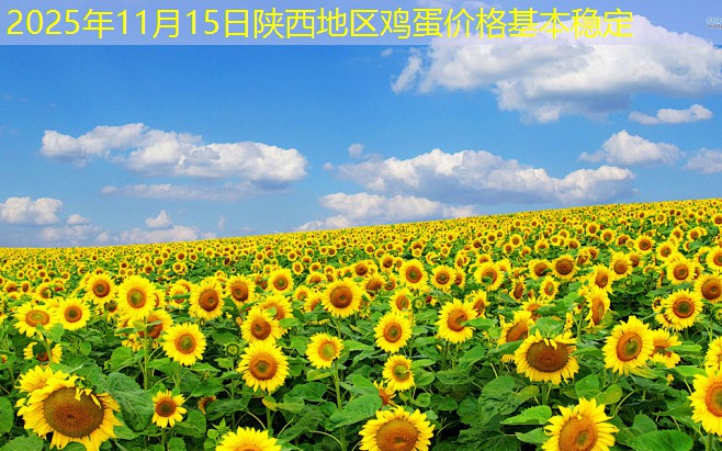 2025年11月15日陕西地区鸡蛋价格基本稳定