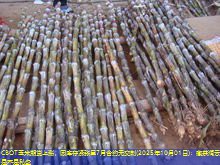 CBOT玉米期货上涨，因库存紧张且7月合约无交割(2025年10月01日)