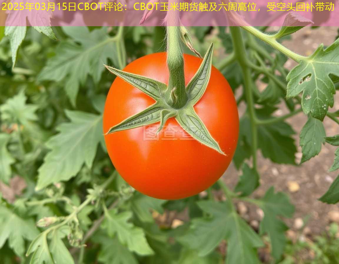 2025年03月15日CBOT评论：CBOT玉米期货触及六周高位，受空头回补带动