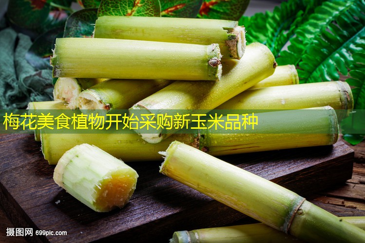 梅花美食植物开始采购新玉米品种