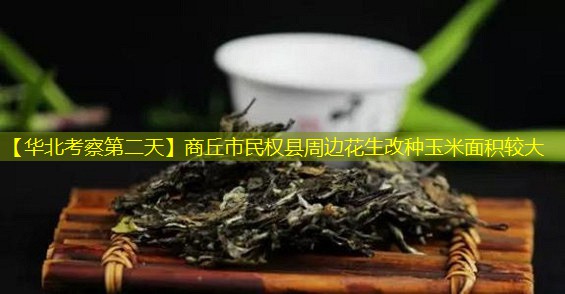 【华北考察第二天】商丘市民权县周边花生改种玉米面积较大