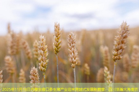 2025年11月18日内蒙古磴口县生猪产业迎来跨越式发展新篇章：四川浩瀚大海贵农