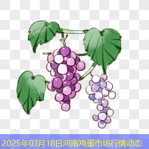 2025年03月18日河南鸡蛋市场行情动态