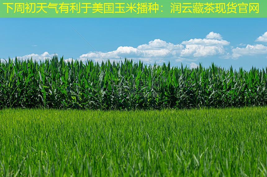 下周初天气有利于美国玉米播种：润云藏茶现货官网