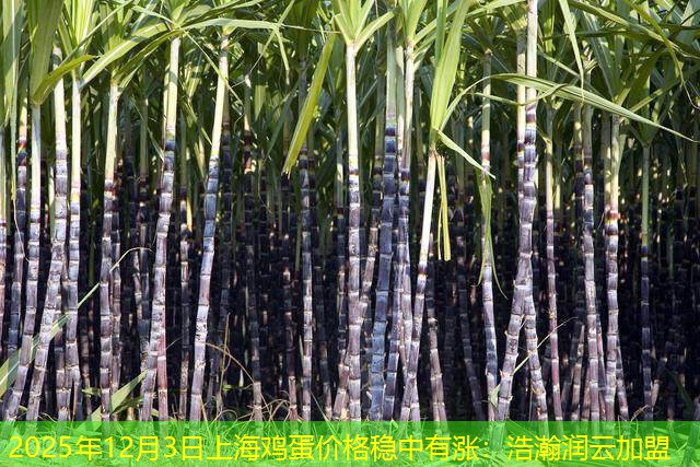 2025年12月3日上海鸡蛋价格稳中有涨